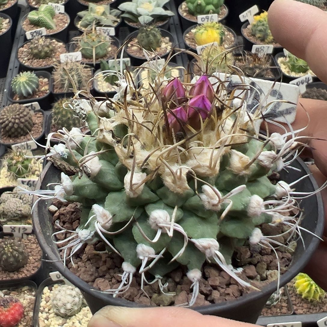 542老赤花娇丽实生11