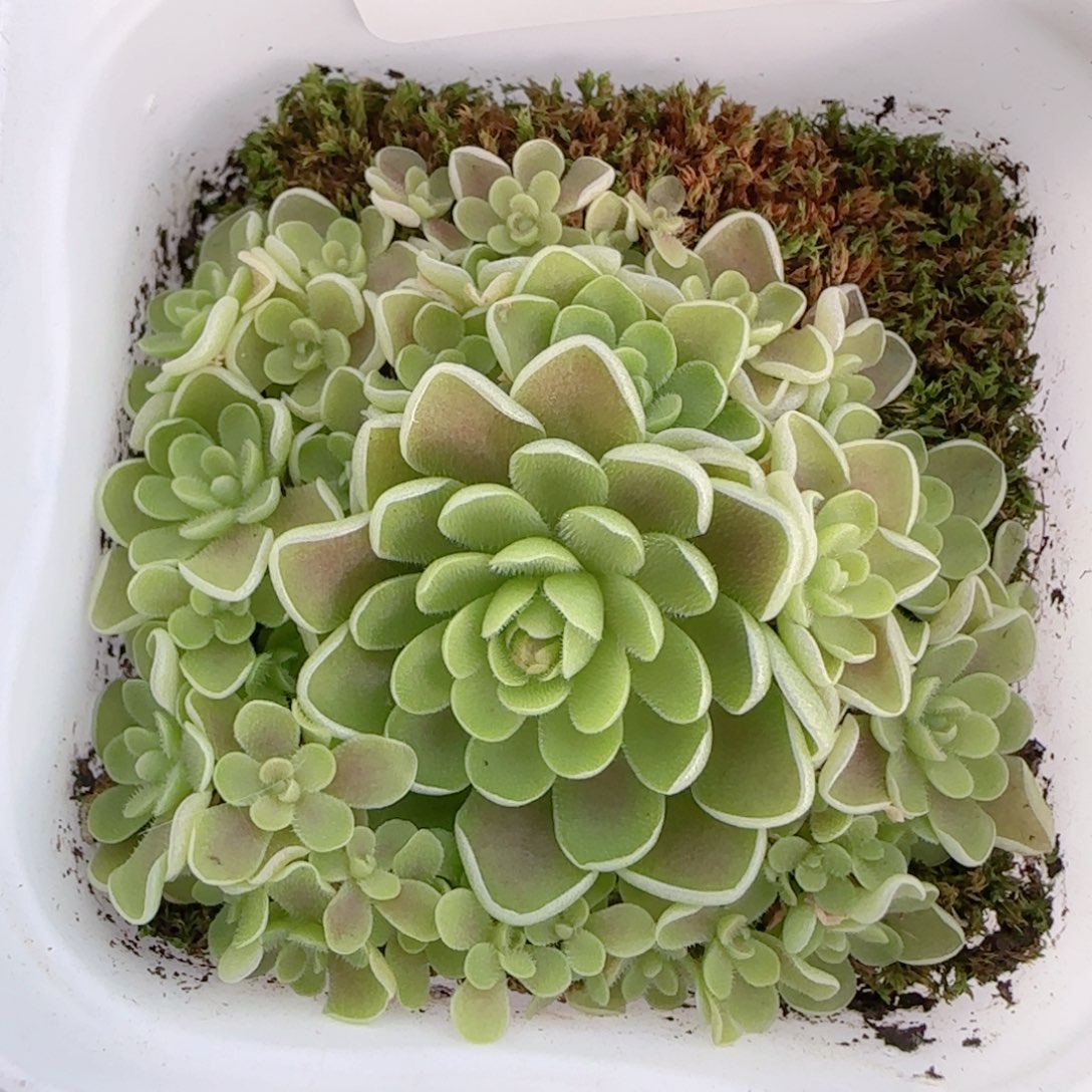 花语多肉1212-145爱丽丝