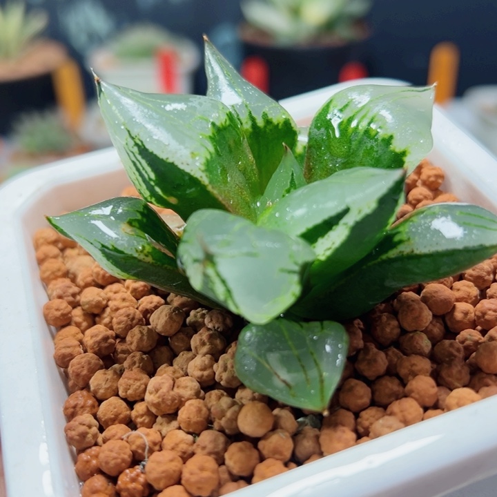 十二卷多肉裹克111