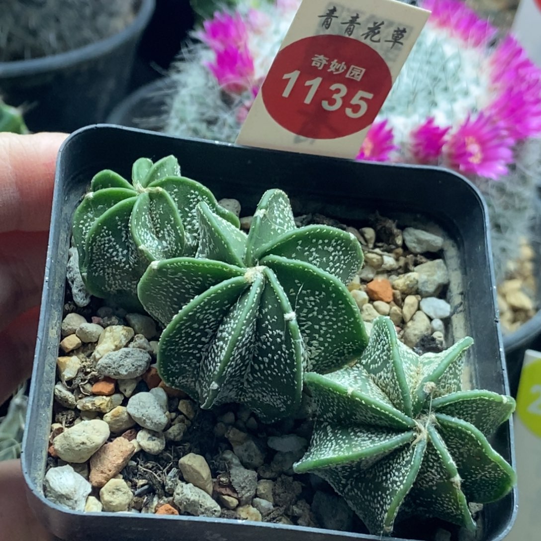 实生银沙大凤玉三颗仙人球