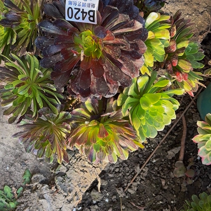 莫兰迪花25-36包邮花花