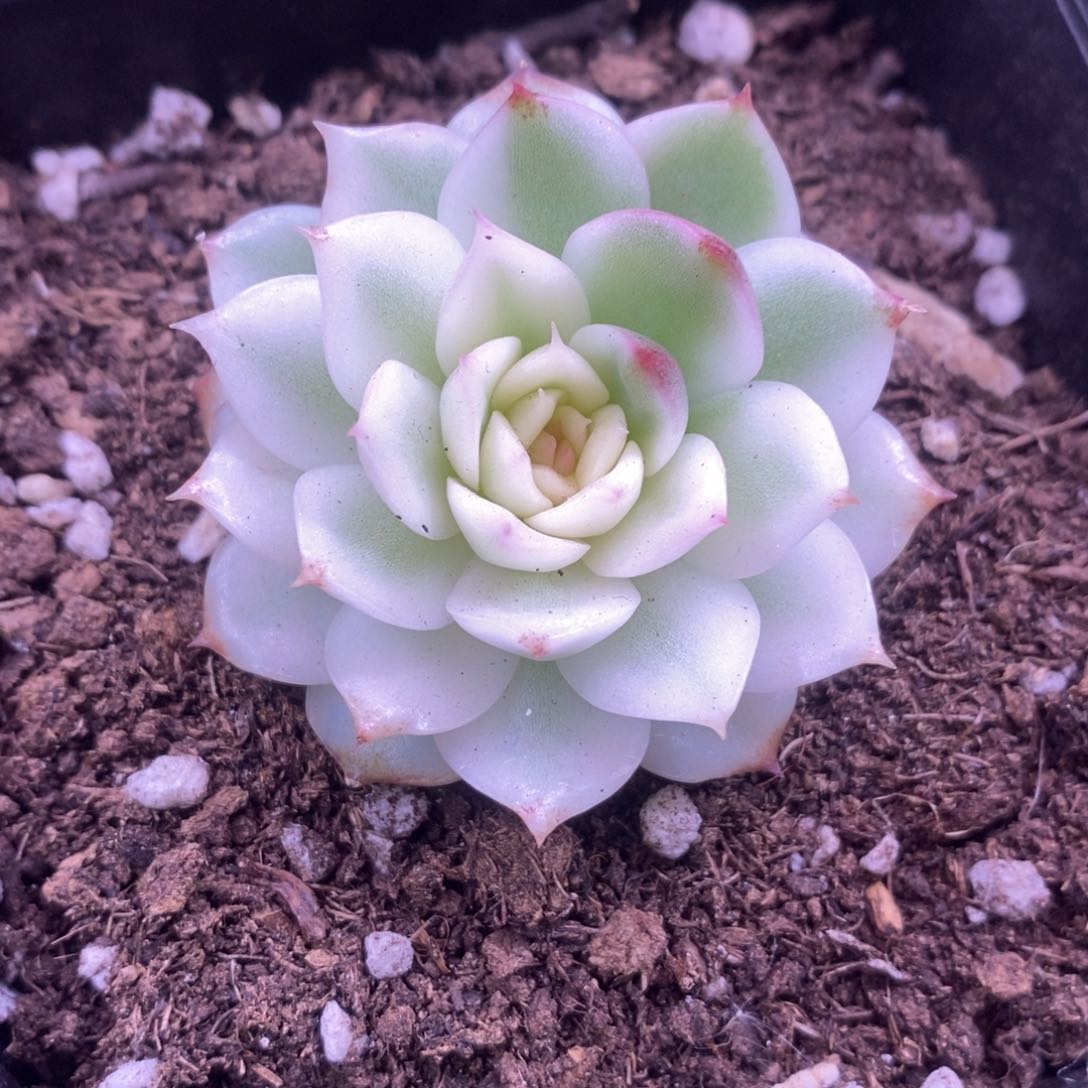 1059黑水晶锦 多肉植物