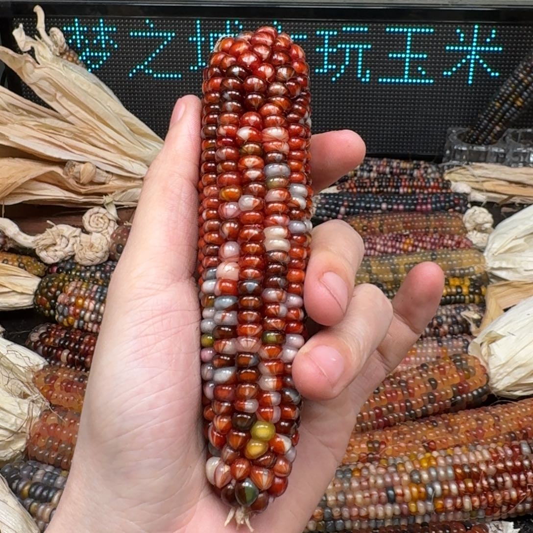 柏香籽/百香籽吊坠?****鱼