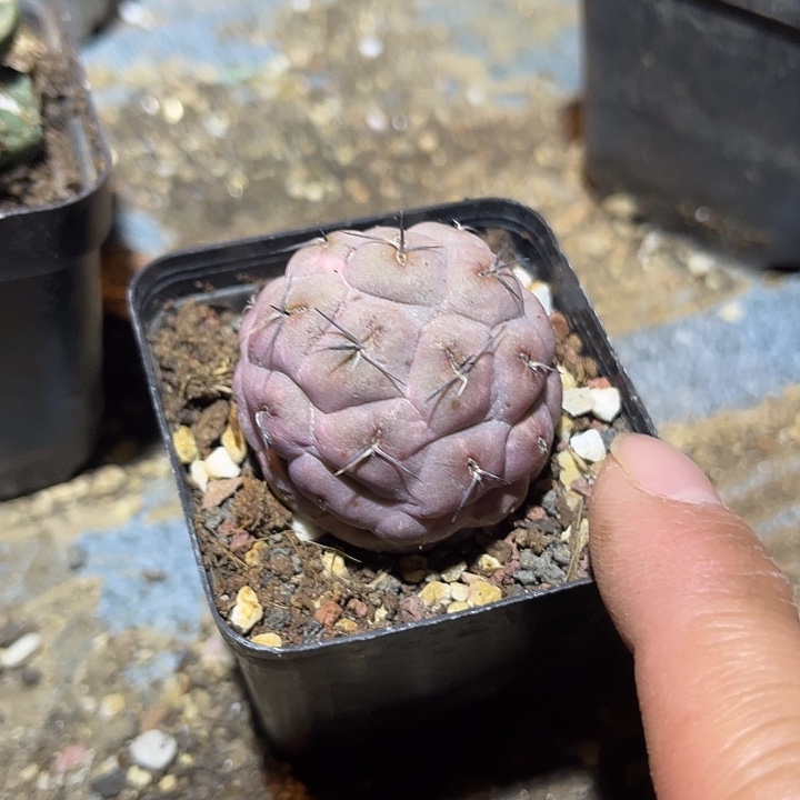 满38包邮2天凑单，脱土晾根发货多肉植物习志野