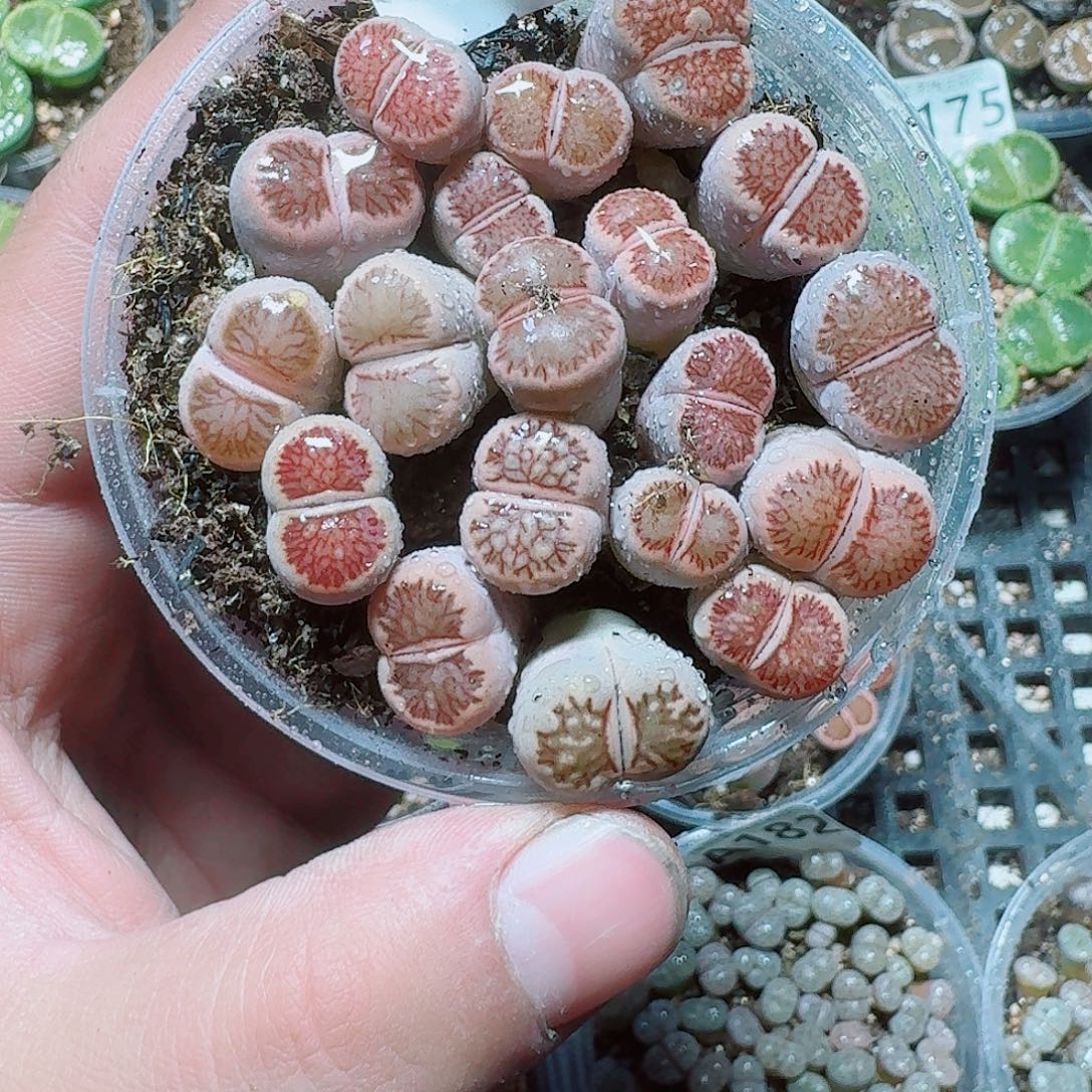 179 多肉植物多肉植物