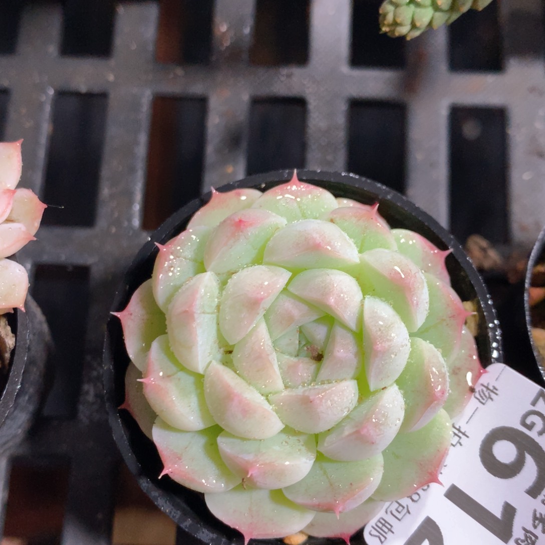 5CM拇指盆精控多肉ZG612