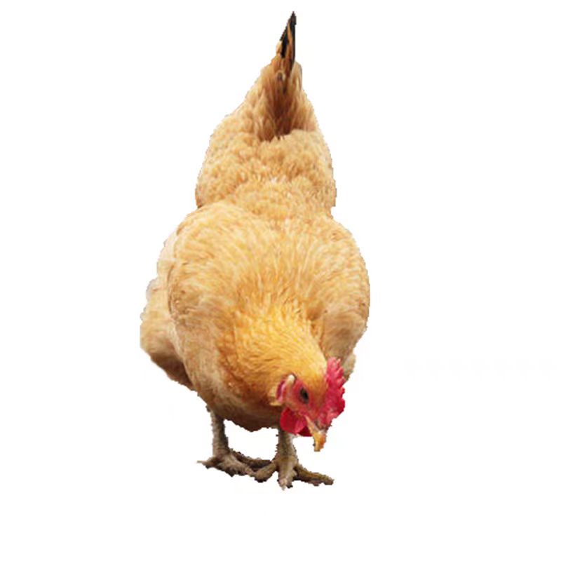 山坡散养地道土鸡  肉质鲜嫩