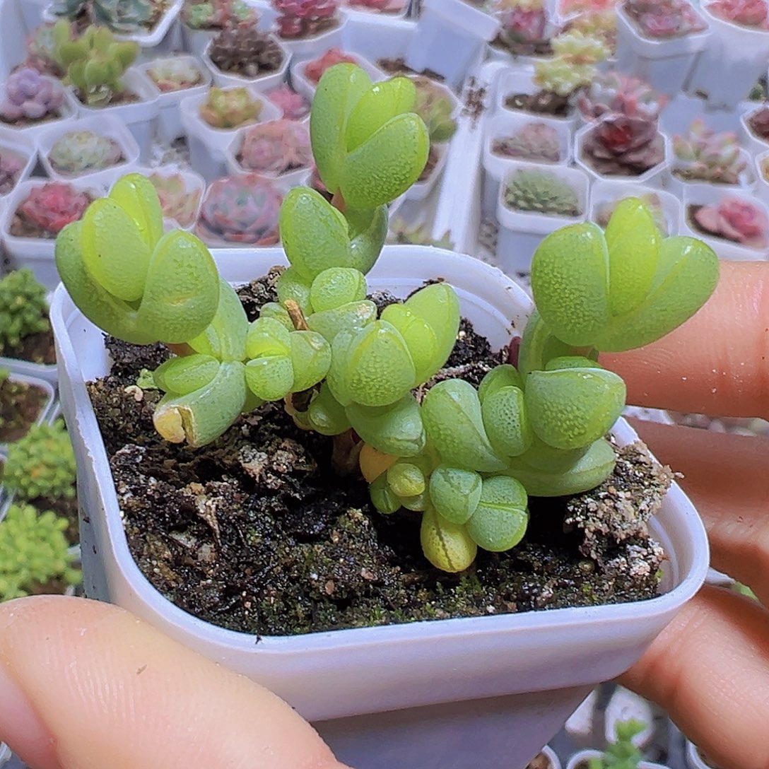 元宝枝干19包邮多肉