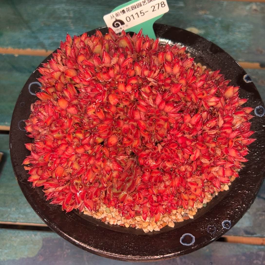 从前慢多肉精选编号0115.278