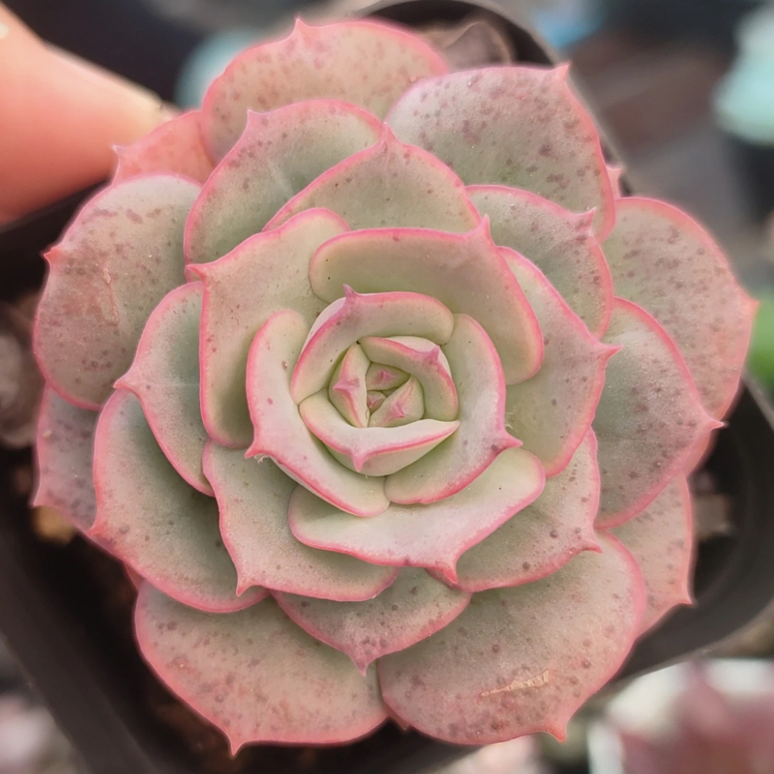 【满 9.9 包邮】克罗地亚玫瑰 4cm 多肉植物 好养耐活以直播间为准