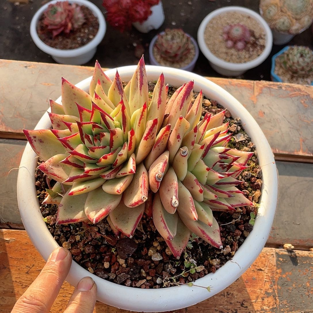 好***多肉植物一物一拍