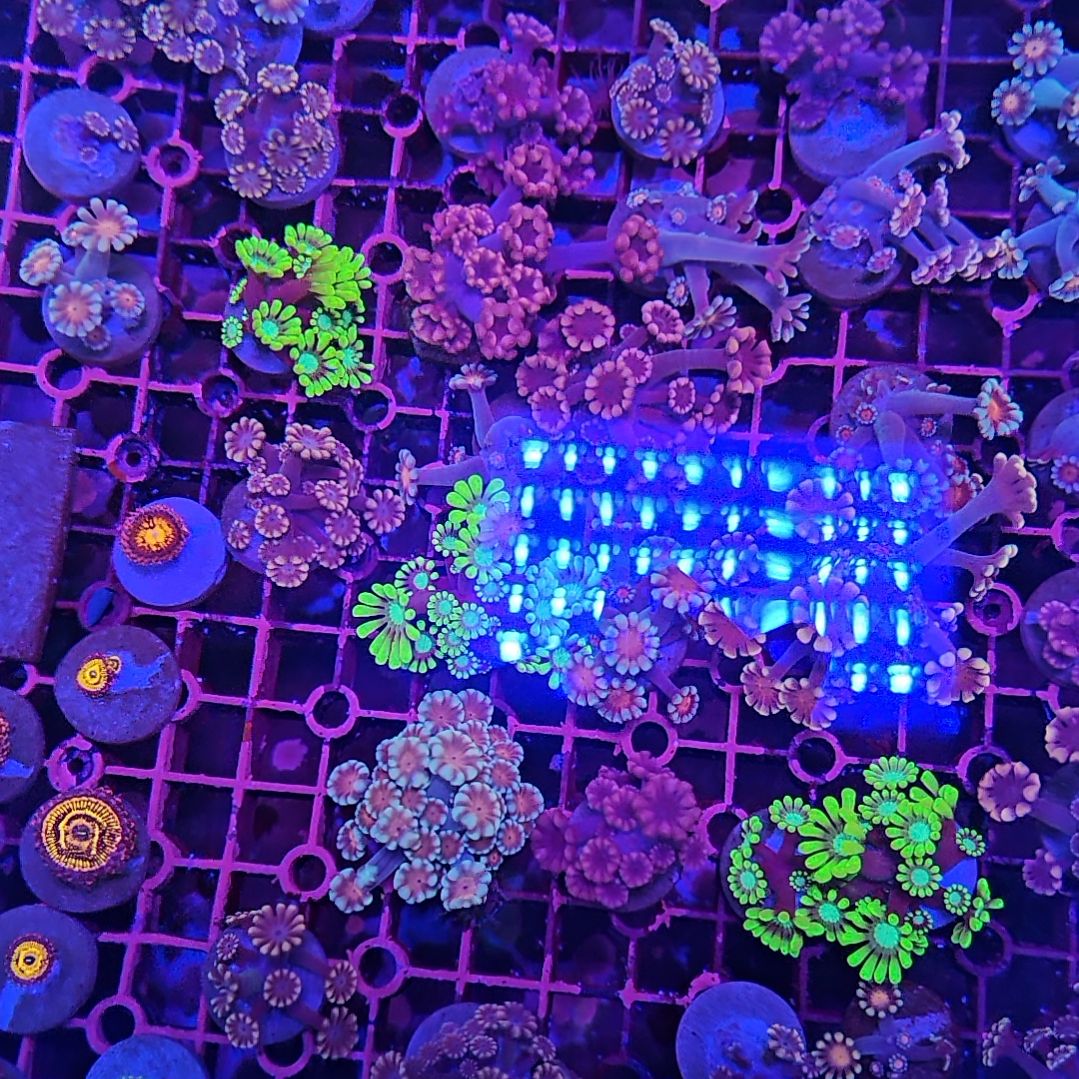 沐***尘纽扣珊瑚茉莉珊瑚