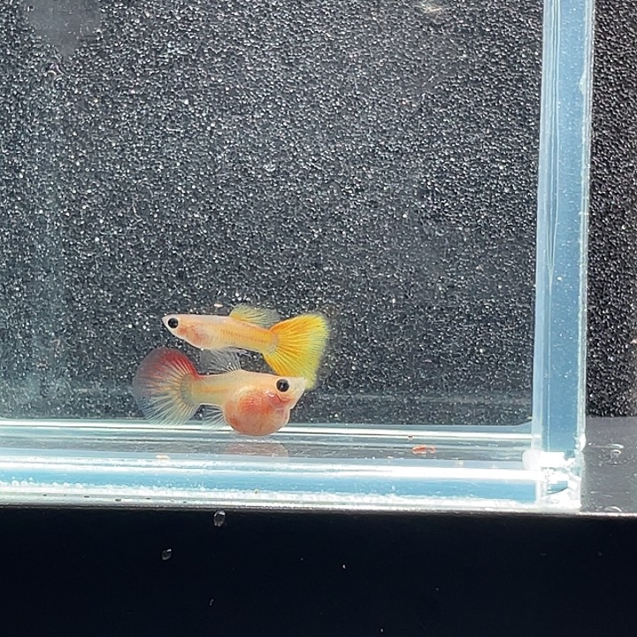 孔雀鱼16.黄金玻璃猫一对