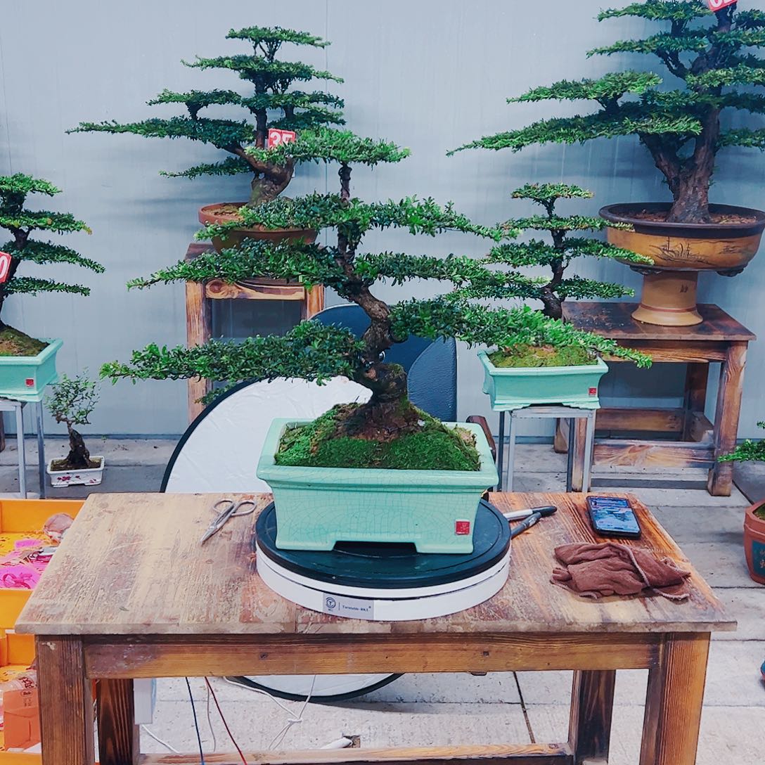 无花朵红芽珍珠罗汉松