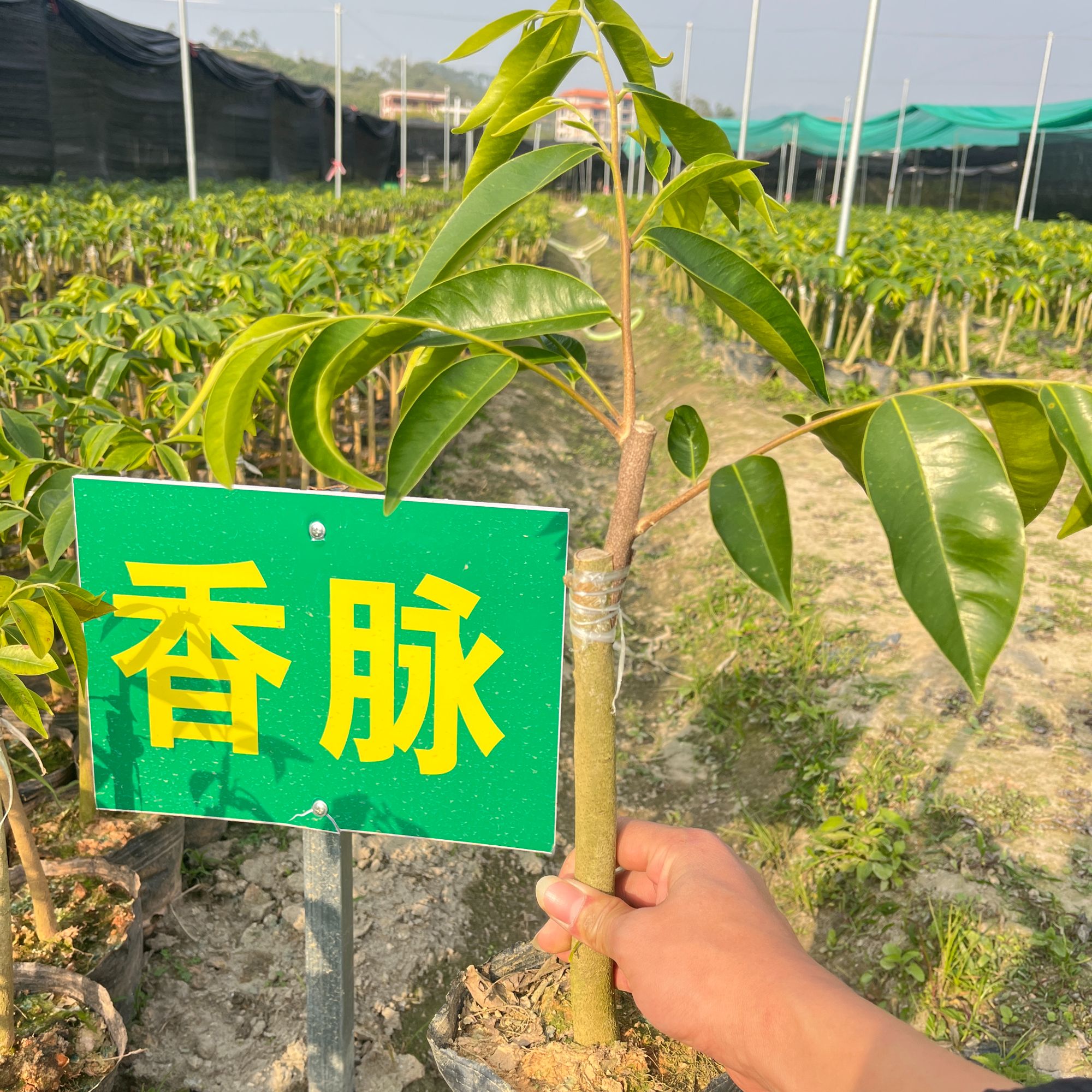 香脉（九份）品种奇楠沉香开春苗50棵起