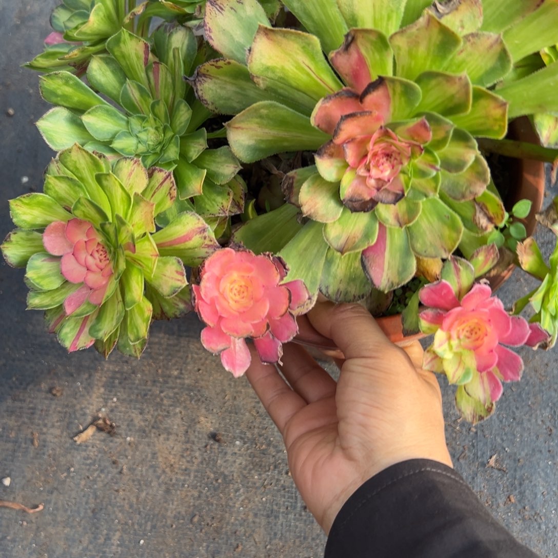 186知否有多肉多肉多肉