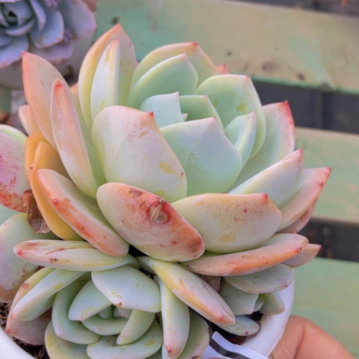 【闪购商品】凤橙08227