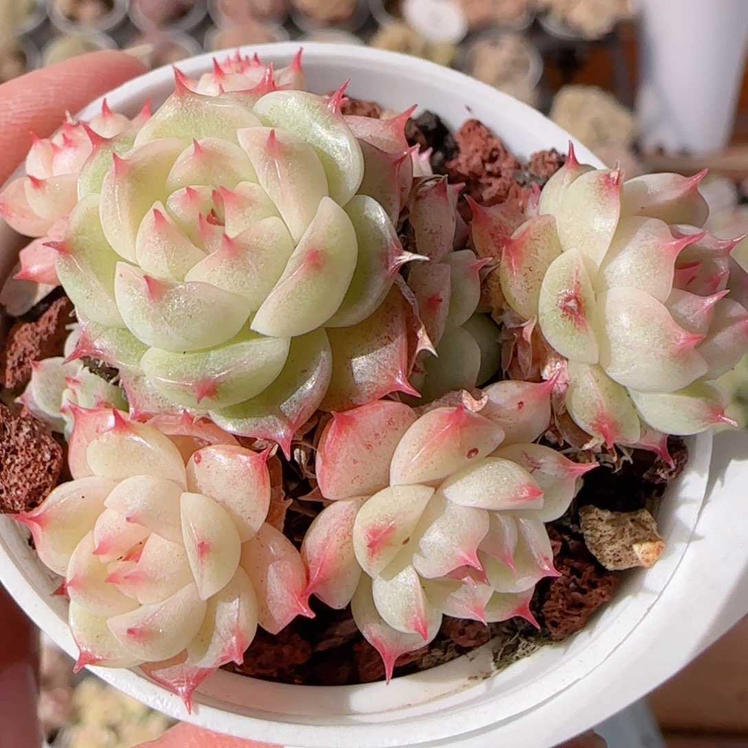 花语多肉0104-256散