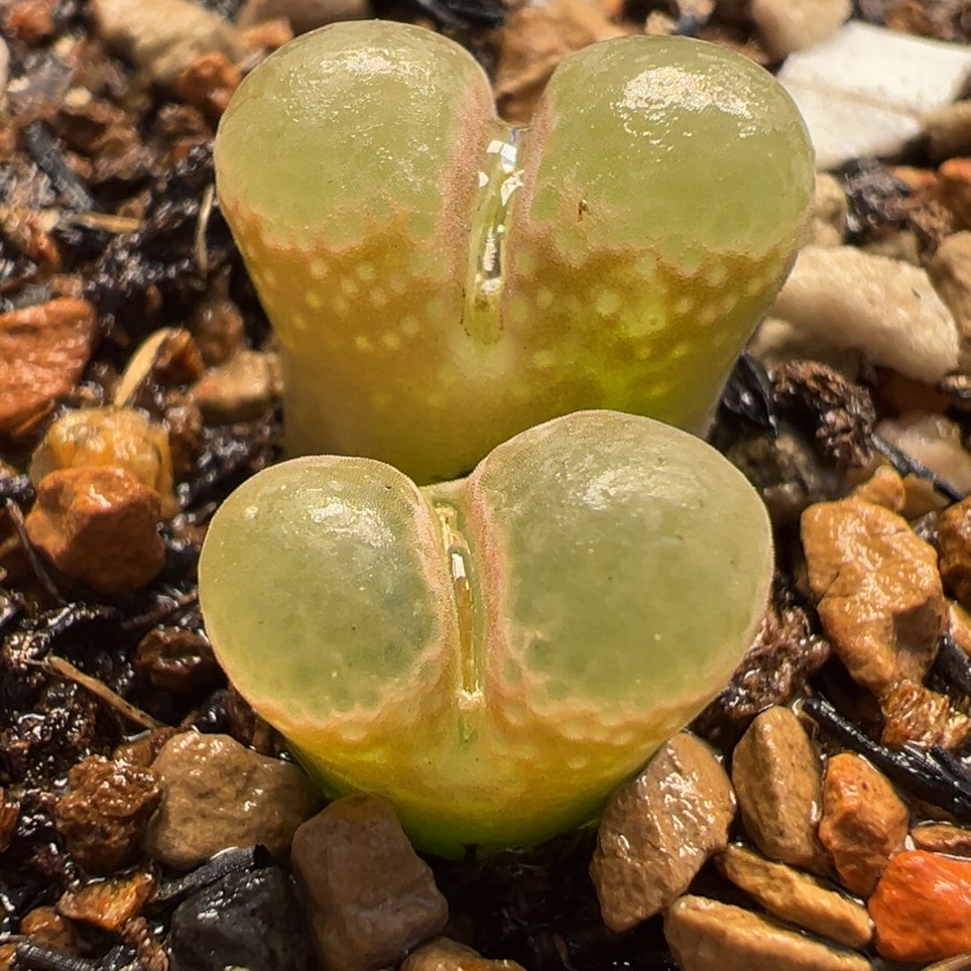 052多肉植物种类多样