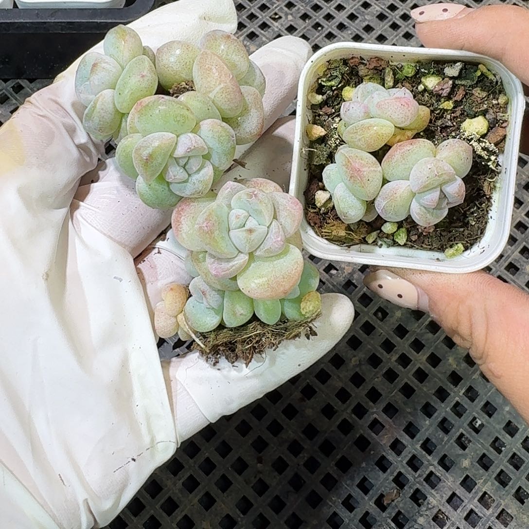 251 号到手1框～一物一拍