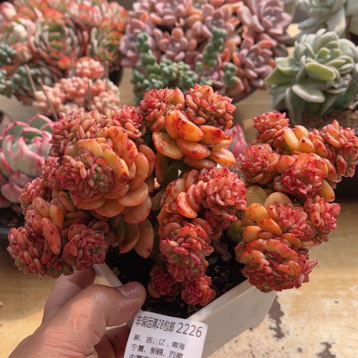 【闪购商品】2226腊牡丹