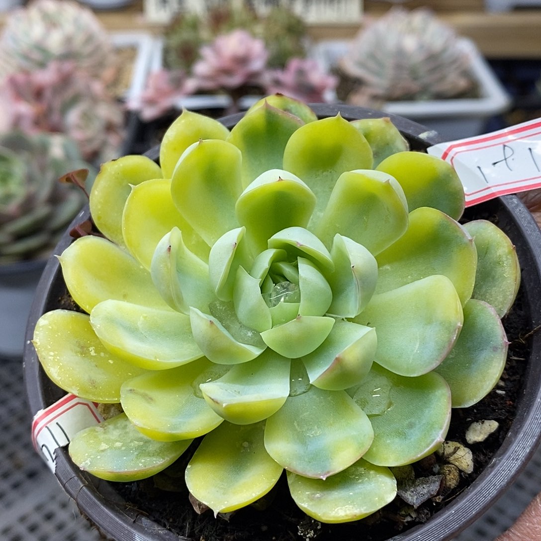 19191 贝瑞花脸锦