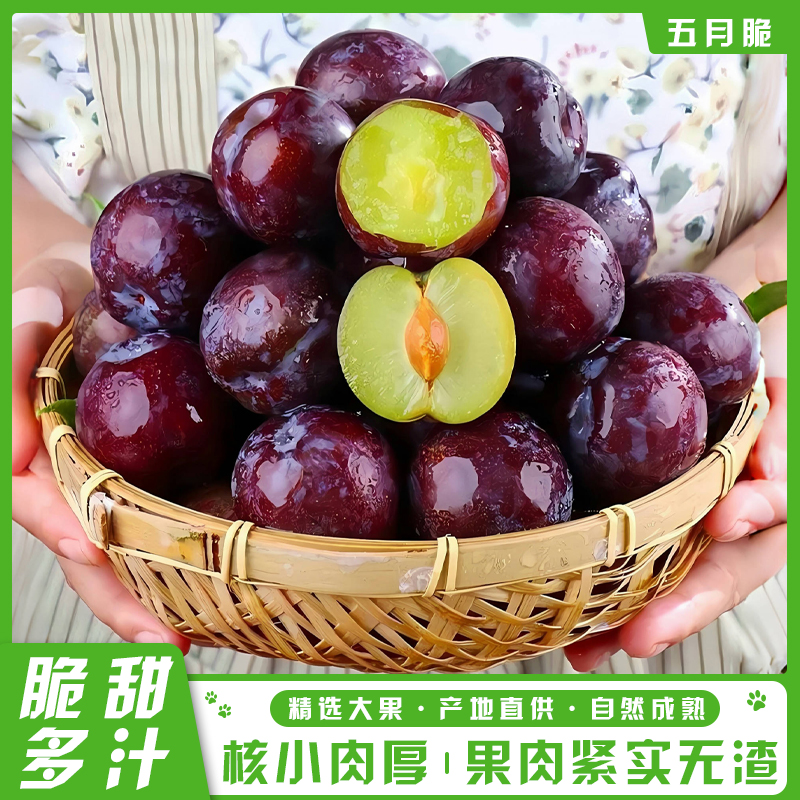 【顺丰快递】四川五月脆凤凰李新鲜现摘脆甜多汁当季水果
