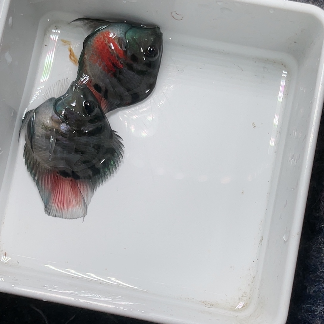 海水鱼摩卡色一对