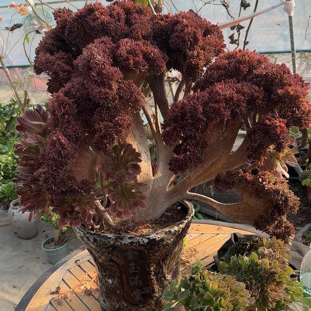 红陶哈哈哈哈哈哈哈哈