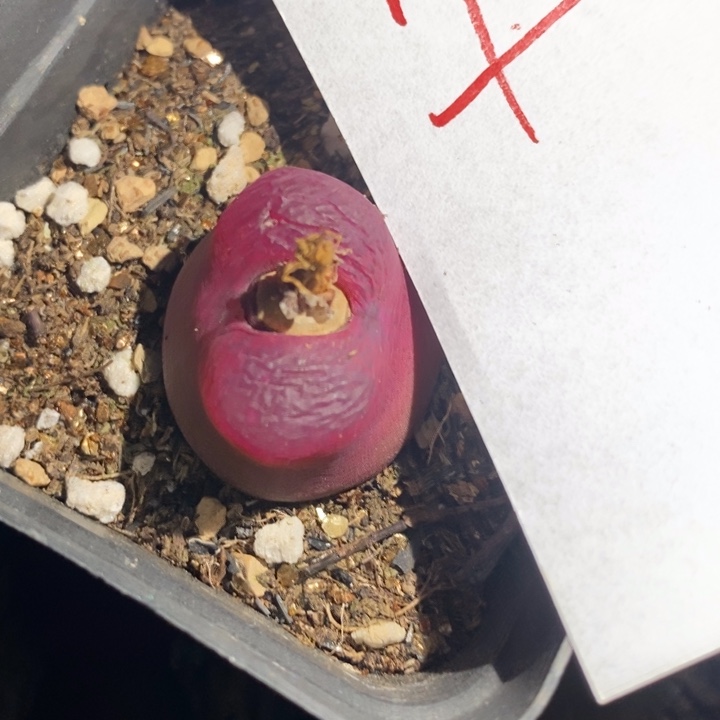 17300一个一个一个