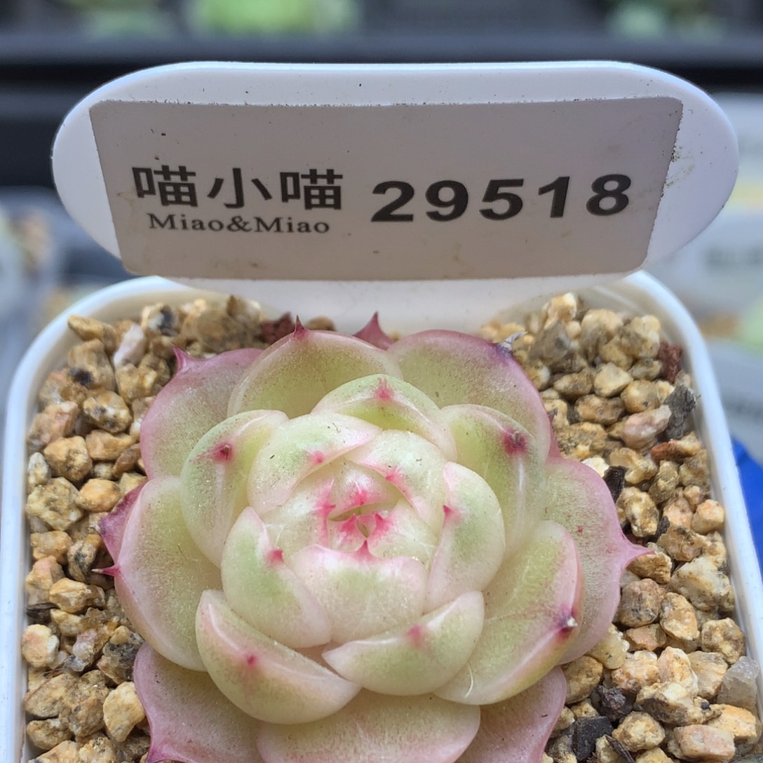 多肉植物杂交珍妮