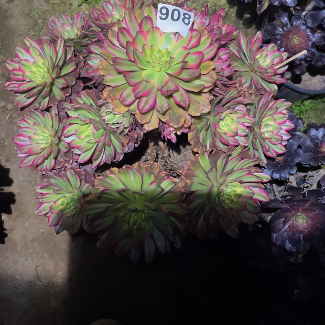 虞**兮多肉法师908号奥黛丽发货不包损