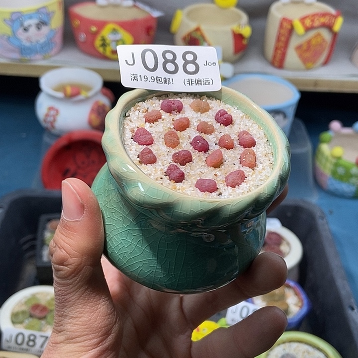 88大舅生石花肉锥