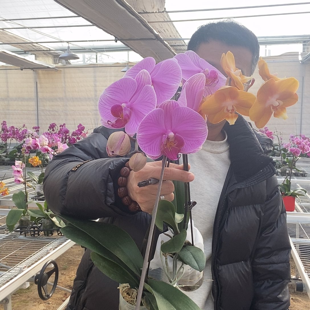 茉***@完全开放石榴水晶➕拉斯维加斯0015