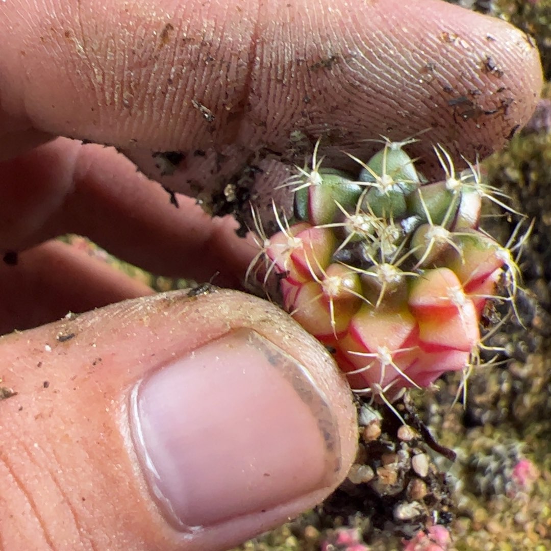 阿***無当前无花栽培后可以开花094