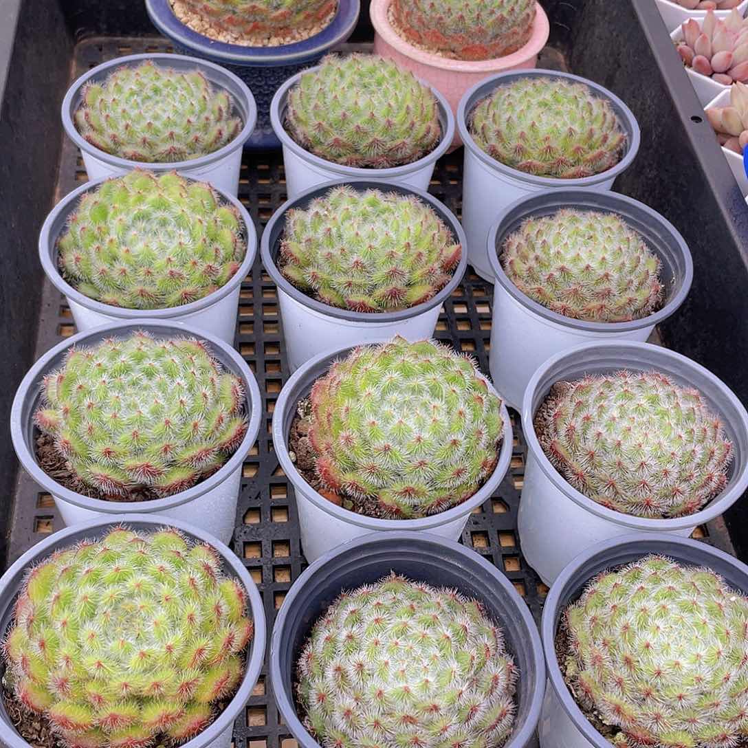 量拍114号 黄晶果单头一个