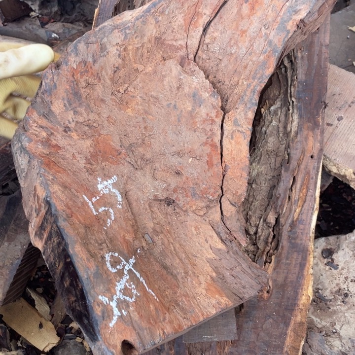 交趾黄檀（大红酸枝）树*