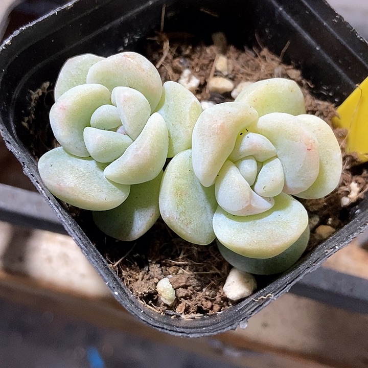 多肉植物冰玉石化888