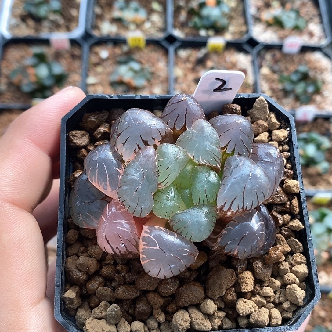 红陶2号孔明灯锦