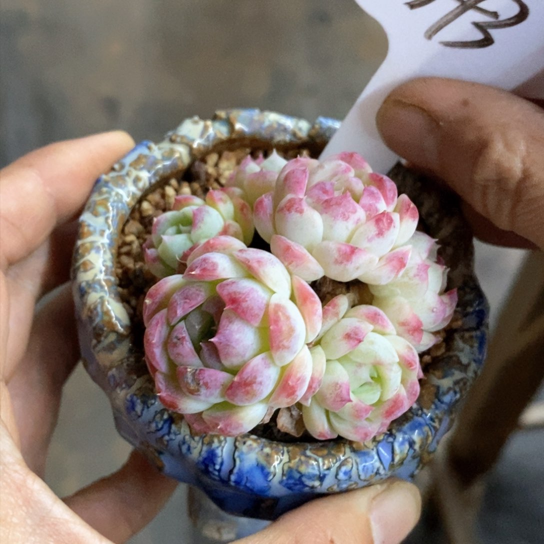 多肉植物一物一拍343