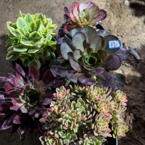 590多肉植物组合
