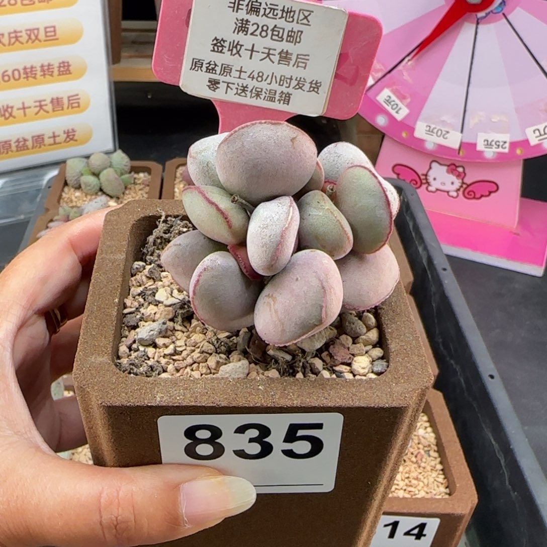毛***，835白肌红蛋多肉植物