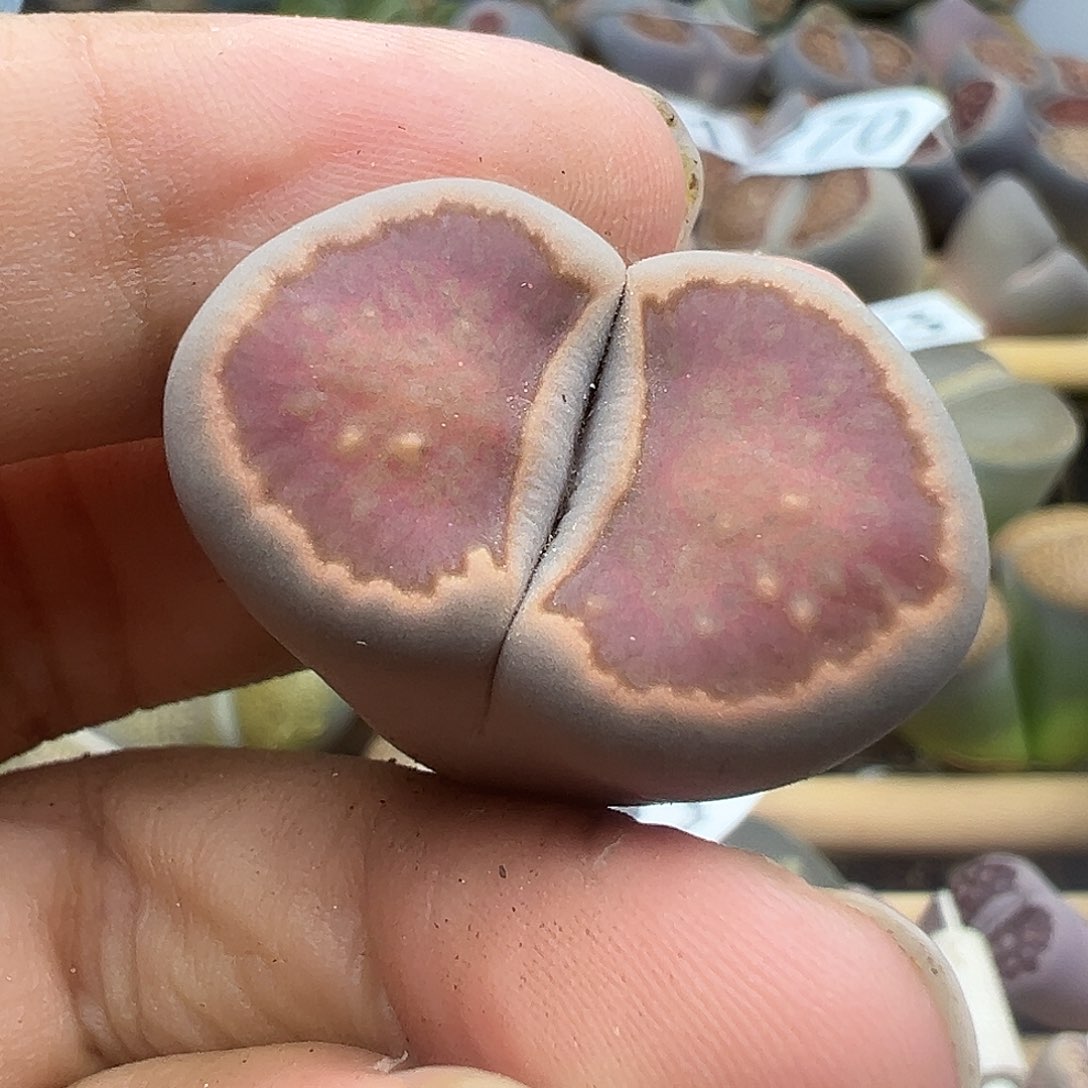 306美菊福利111111111