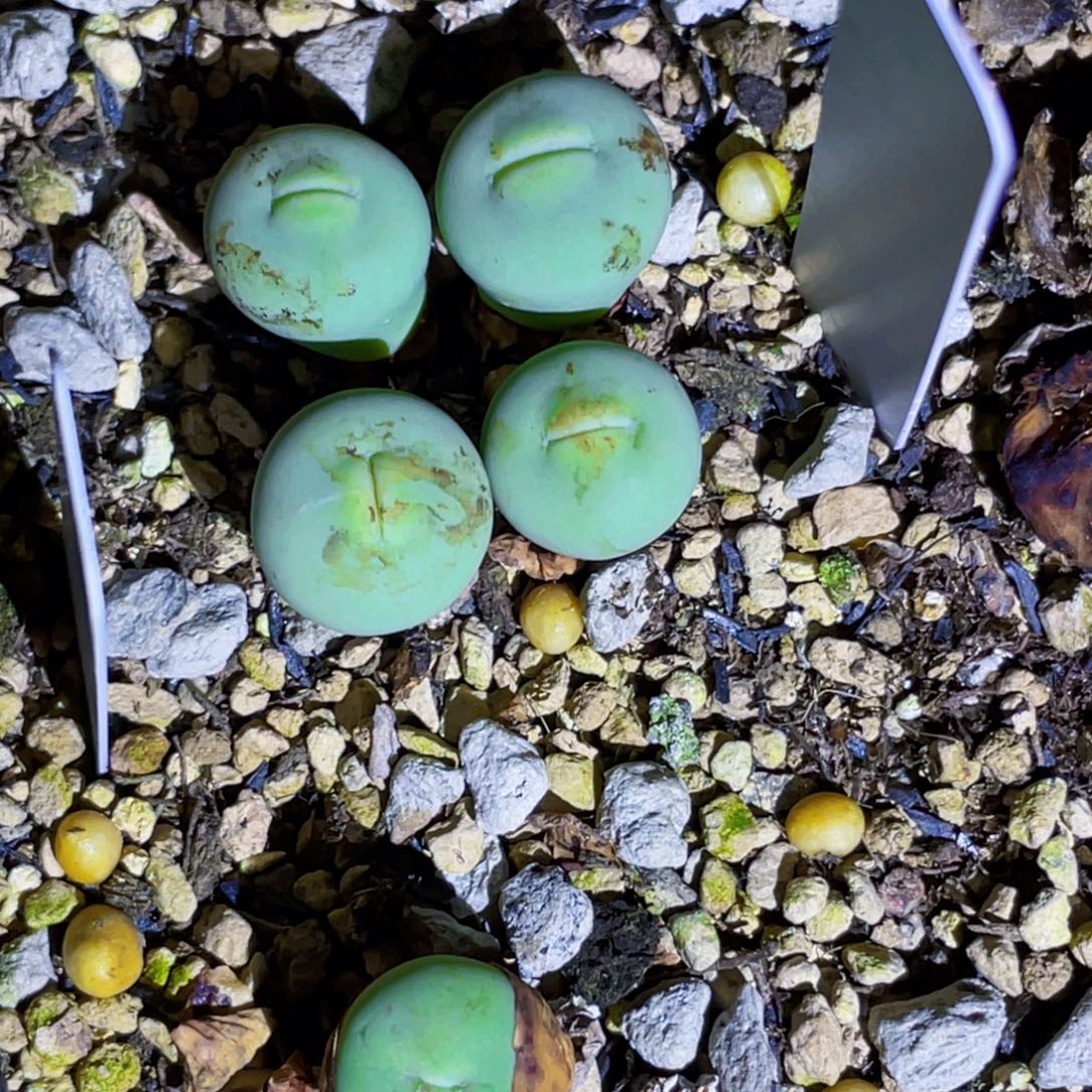 玻尿酸大嘴嘟嘟嘴植物一物一拍