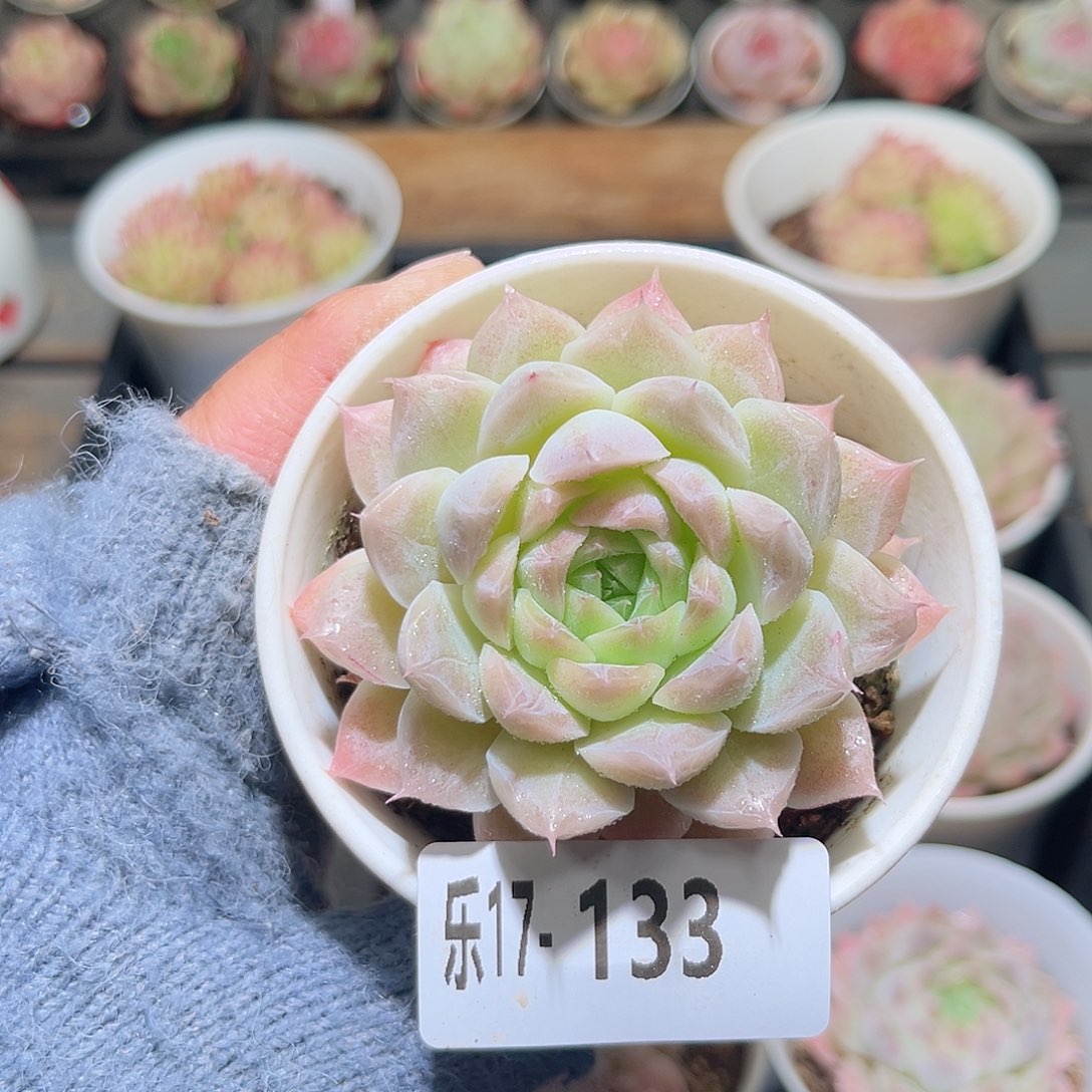 木乐17-133麦秆单头