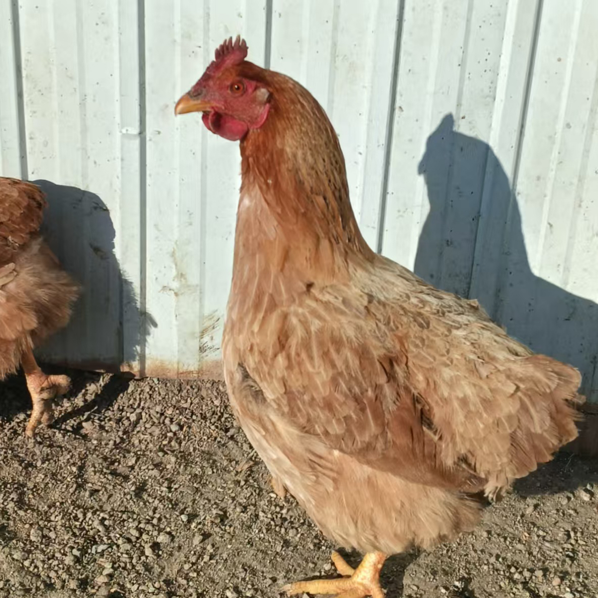 东北农家散养溜达母鸡