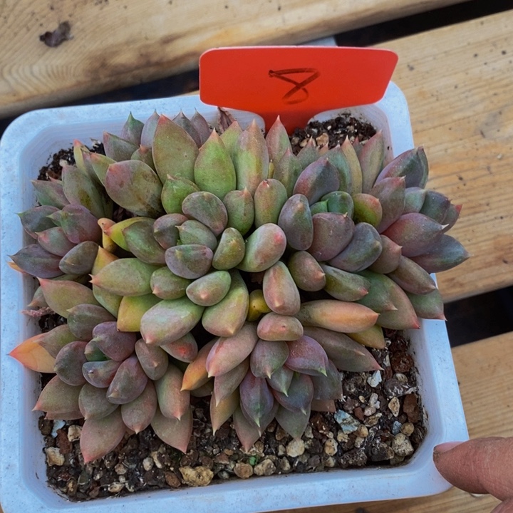 这个我都看出来这一