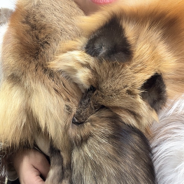 三醋酯纤维红狐围巾长款