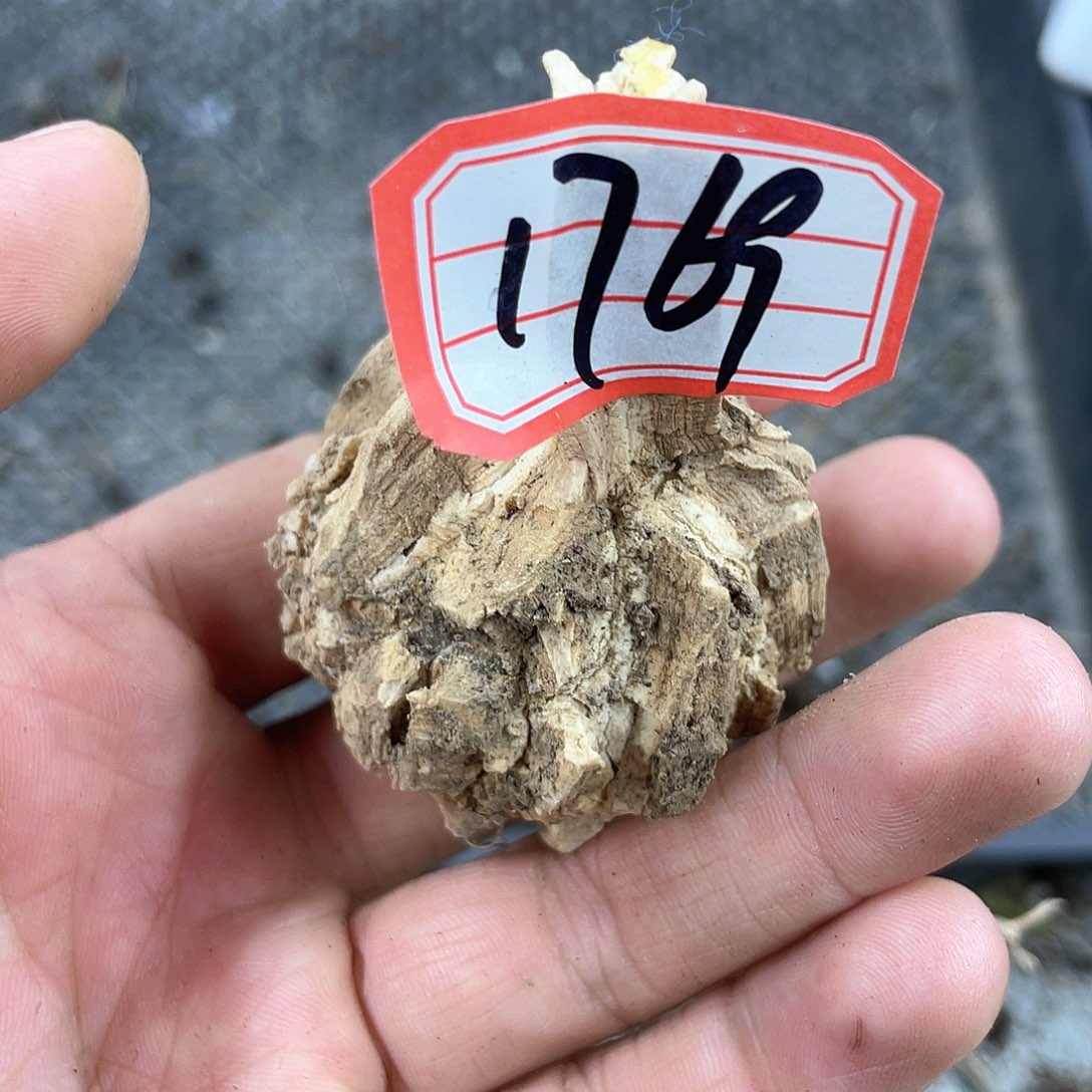 龟甲龙一物一拍1769号