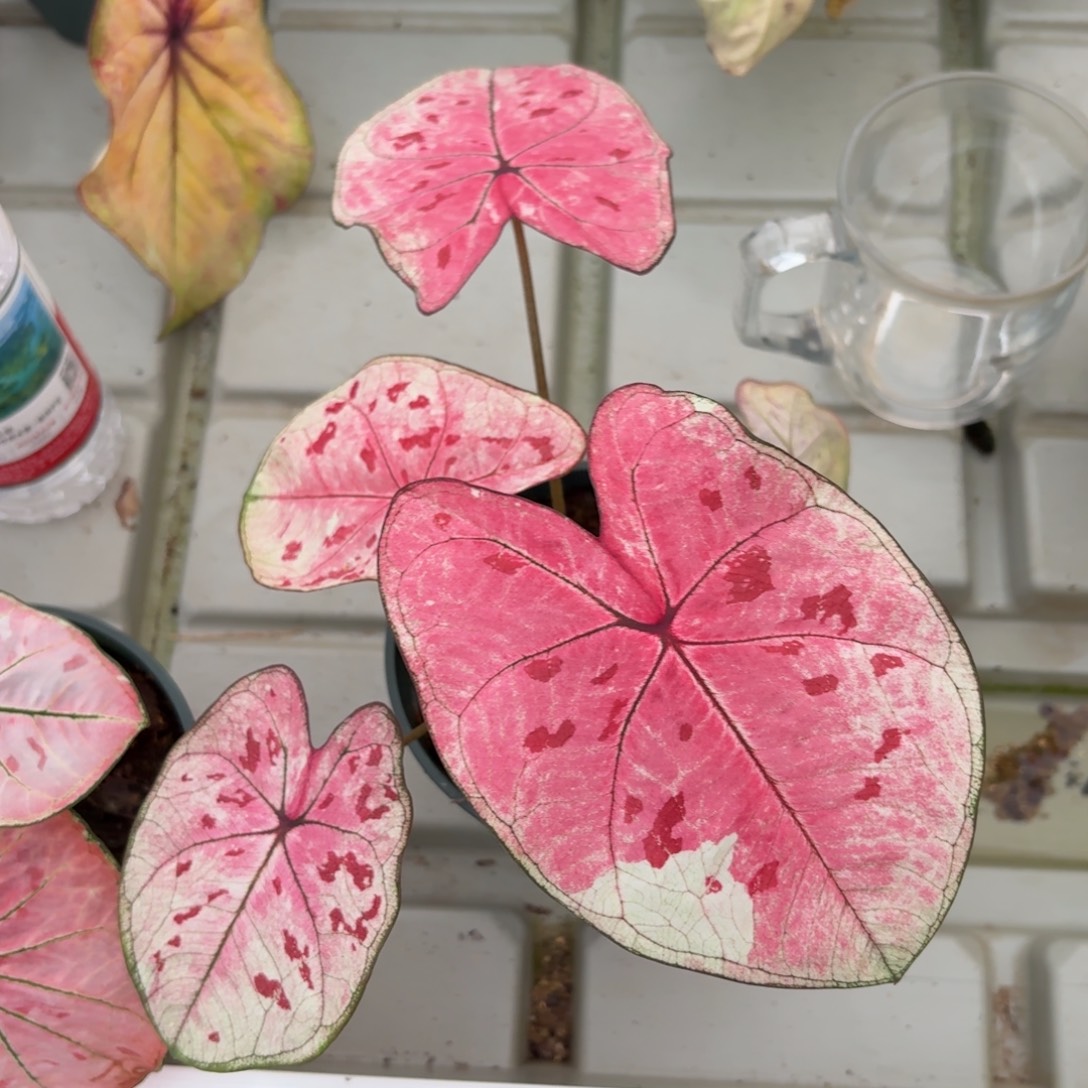 泰版草莓心96-1224